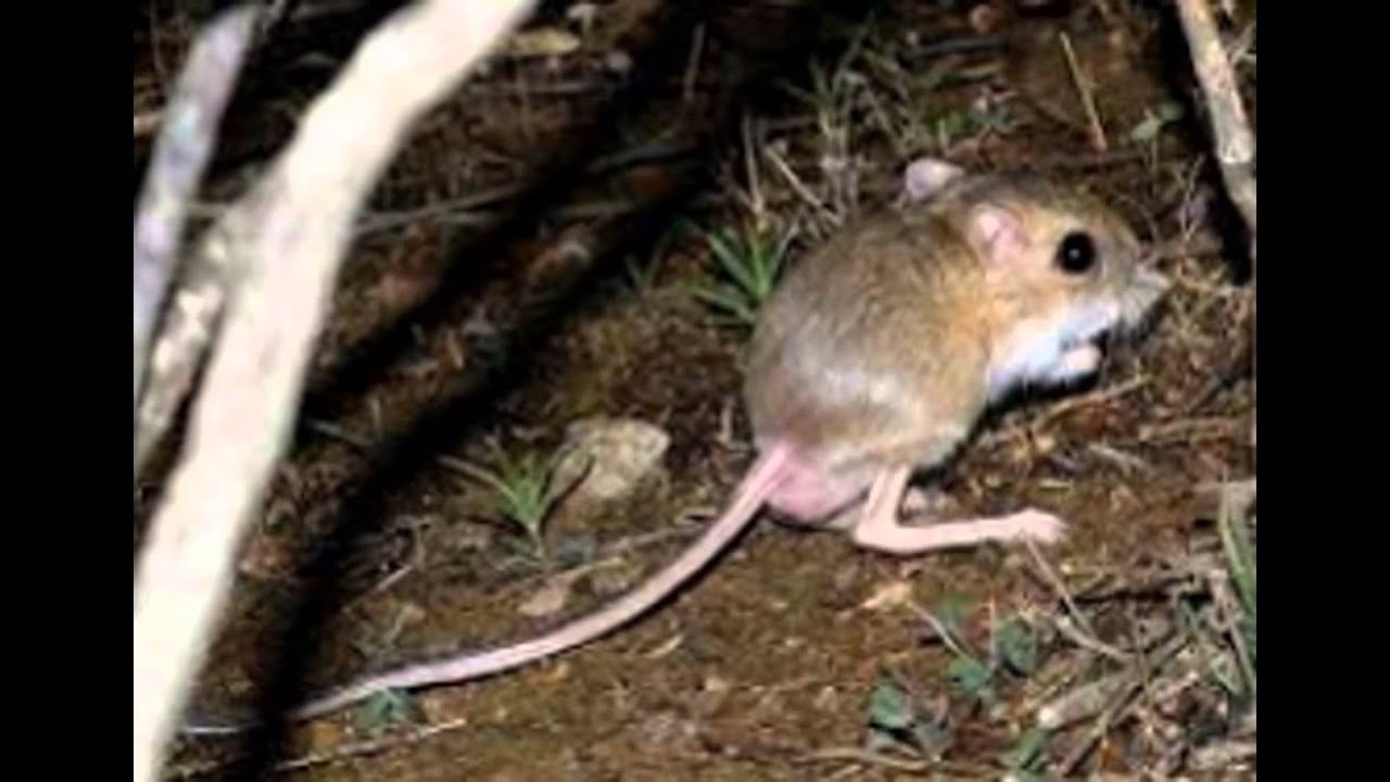 mundo animal rato canguru youtube