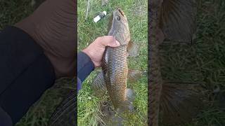 Tararira lagunera #pesca #señuelos #tarariras #reel #uruguay #naturaleza #pescador #laguna