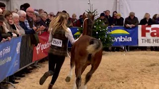 Cobiau Cymreig - Ebolesi | Welsh Cobs - Fillies and Geldings