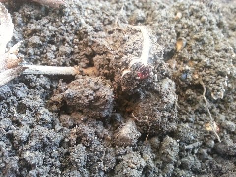 1 25 2017 ohio metal detecting arrowhead hunting farmers corn