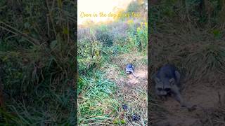 Doing some predator control helping out the turkey and quail population #raccoon #trapping