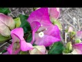 Bougainvilliers GEORGES SOUBOU
