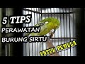 Tips perawatan burung sirtu