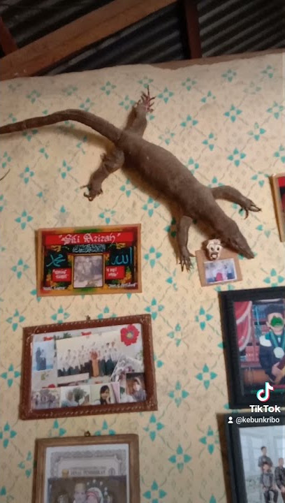 Cicak di dinding❎       Biawak di dinding✔️