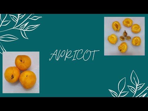 Video: Ano Ang Japanese Apricot – Pag-aalaga ng Japanese Flowering Apricot