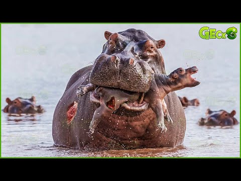 30 Terrifying Moments Newborn Animals Confront Their Parents | Worst Animal Parents