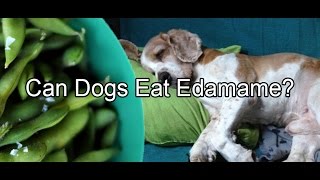 edamame for dogs