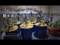 ブセファランドラを腰水栽培に変更してみた！
