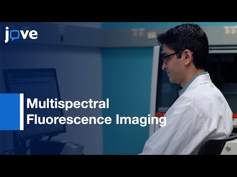 Multispectral Fluorescence Imaging