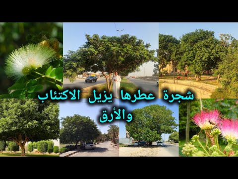 الالبيزيا عطرها يزيل الاكتئاب والأرق والتفكير السلبي تعرفوا على أنواعها وفوائدها أضرارها وسر زراعتها