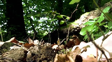 ZFF 72 Talent Contest: FOREST GUARDS