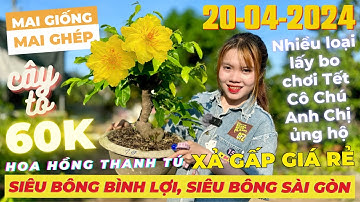 THỤY NHƯ Giao Lưu Mai Giống Mai Ghép Giá Rẻ, Siêu Bông Bình Lợi, Siêu Bông Sài Gòn • THÀNH TRỌNG LÊ