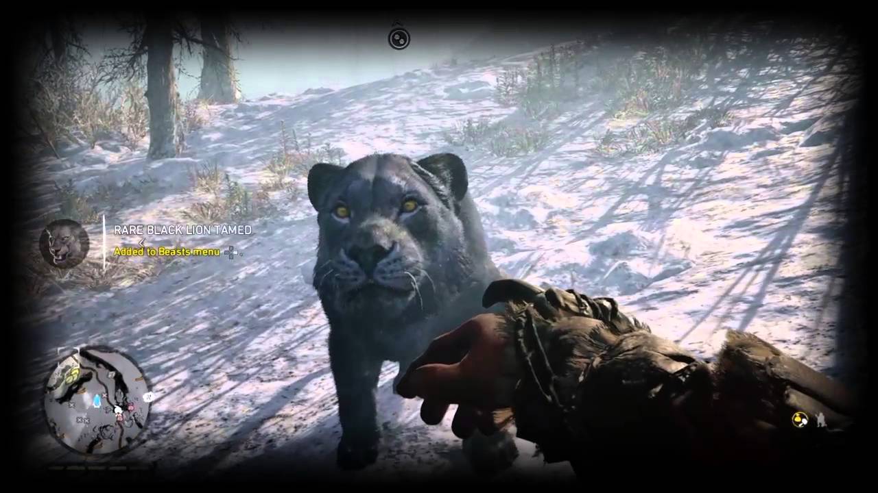 rare-black-lion-and-leopard-locations-youtube