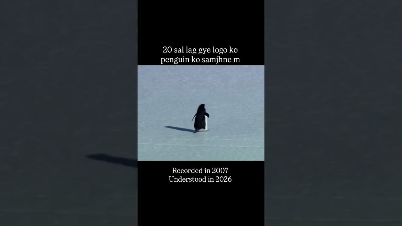 penguin 🐧 story 