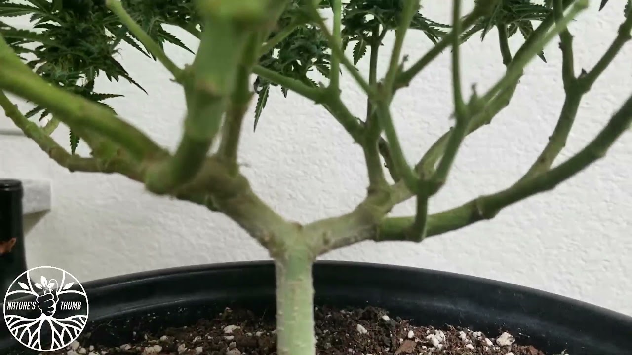 Exotic Training ET Low & High Stress Training 32 Main Colas Part 3 Harvest