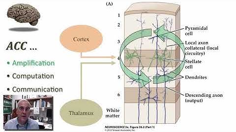 Overview of the Associational Cortex part 2
