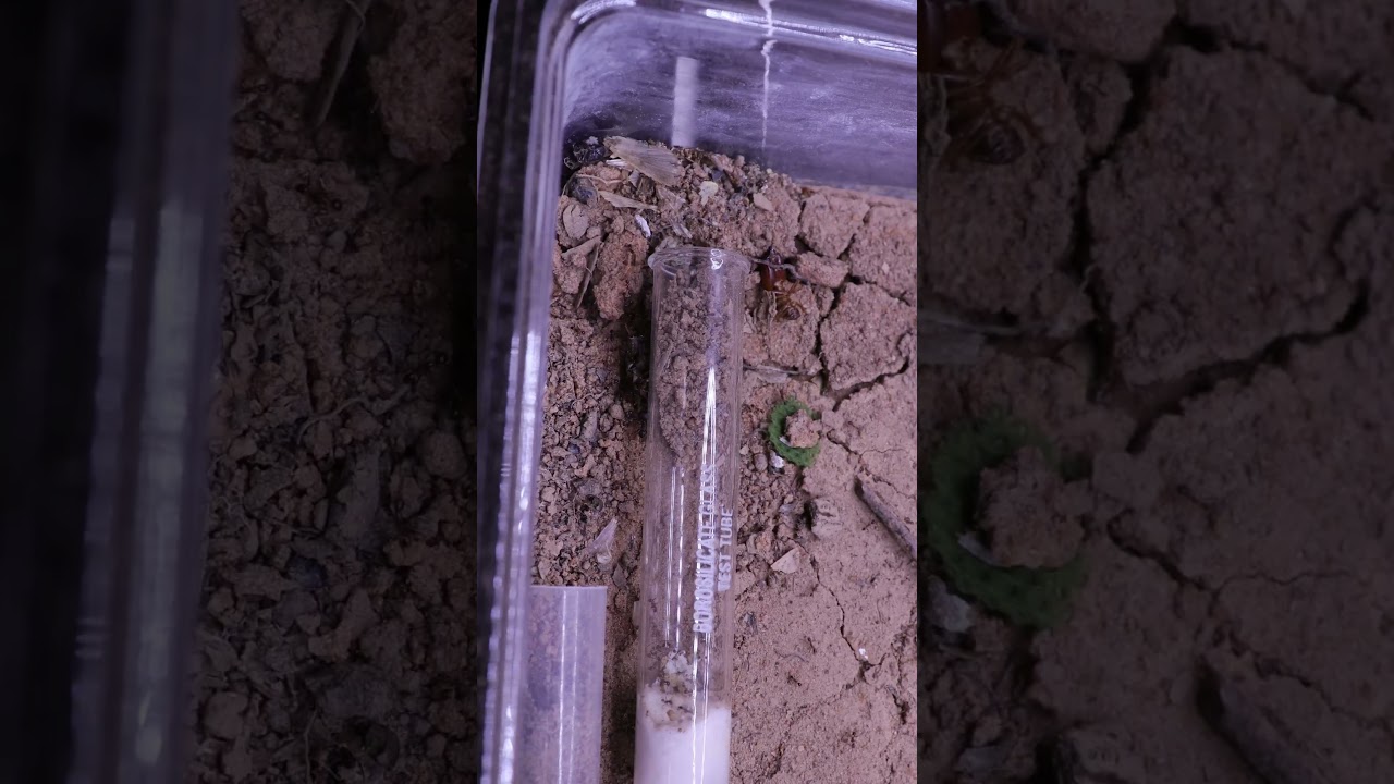 Фуражировка небольшого сверчка большеголовыми муравьями Федоле 