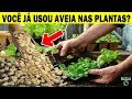 Adubo caseiro de aveia para plantas  receita caseira s dicas naturais