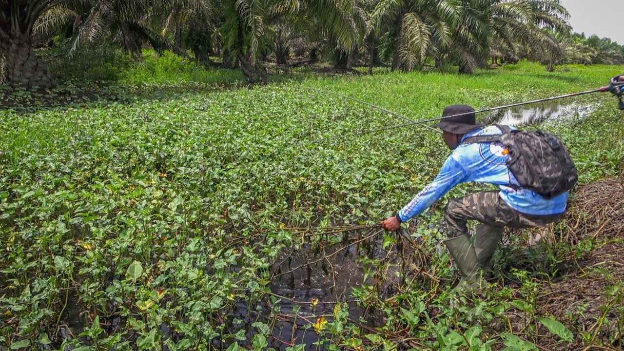NEKAT !!! Lempar Katak Ke Kebun Kangkung Akhirnya Jadi Begini 🤣