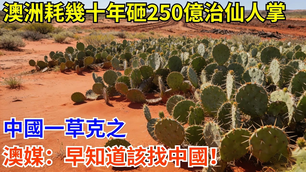 澳洲耗幾十年砸250億治仙人掌，中國一草克之，澳媒：早知道該找中國！#科普 #熱門  #國際觀點 #大國工程 #海產品 #科技