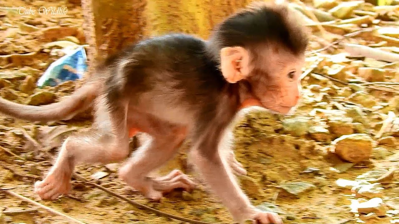 petco hours CUTE BABY CHARLLE TRIES WALKING & FALLING cos HER BOTH LEGS ARE STILL SO WEAK/CHARLEE IS SO ADORABLE