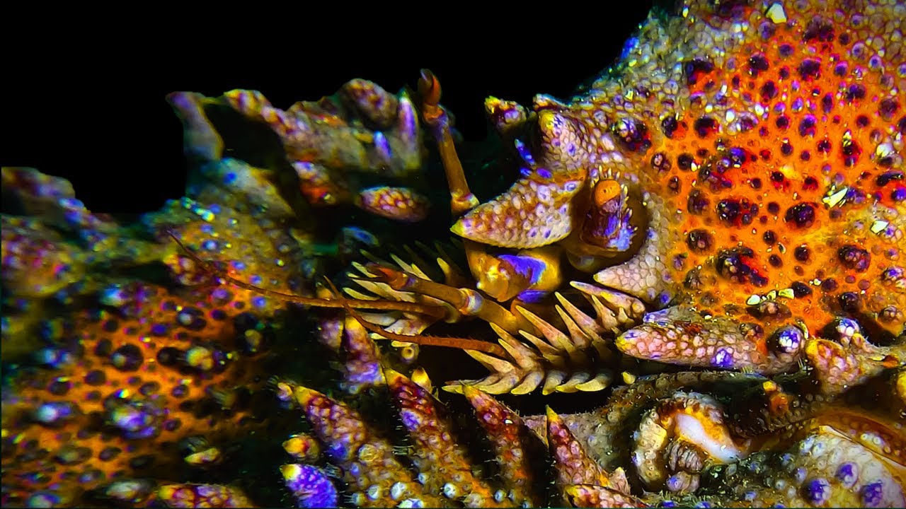 Under Entrance Island | Scuba Diving BC