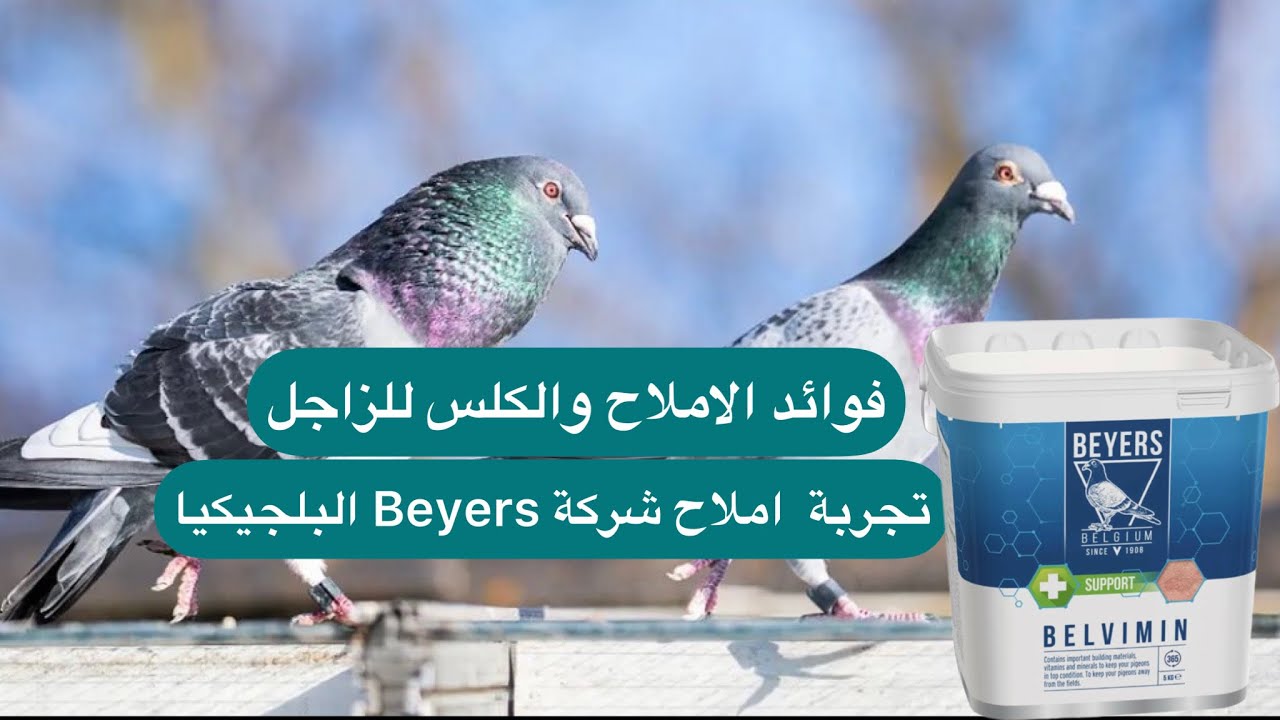 رجع واحد من الطيور الي طعيتهم من بلجيكا 😍✌️🇧🇪 حمام الزاجل الاصيل الهولندي والبلجيكي