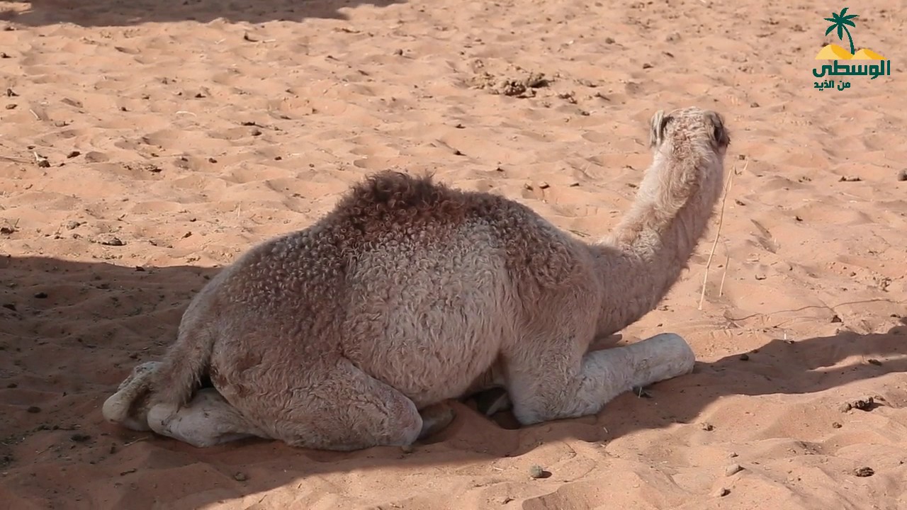 برنامج أهل الابل - مهير بن عبيد بالرشيد الكتبي