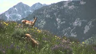 Madison River Valley  Saving a Last Best Place HD