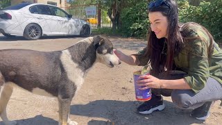 Watch this Scared Stray Dog Fall in Love in Less than Minutes after getting Help