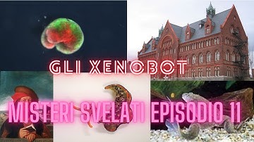 Gli xenobot Misteri svelati episodio 11 #collaborazione #xenobot #scienza #divulgazione