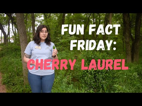 Fun Fact Friday: Cherry Laurel