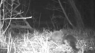 Lochwinnoch otter family part 2