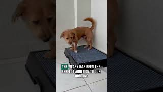 LEAVE THE PEE PADS BEHIND Profile