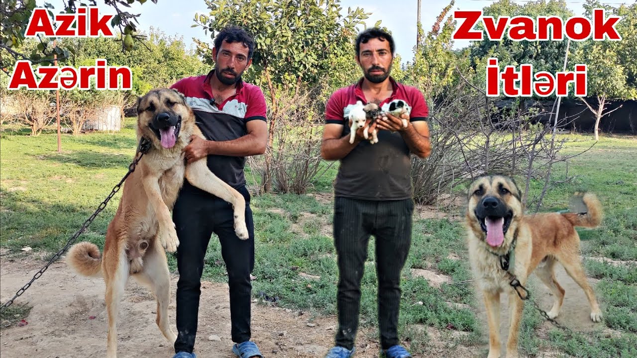 Azik Azərin Zvanok İtləri ( Maştağa)