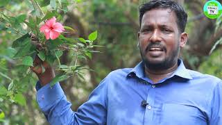 Hibiscus flower strengthens the heart! Hibiscus flower medicinal uses for heart disease sembaruthi