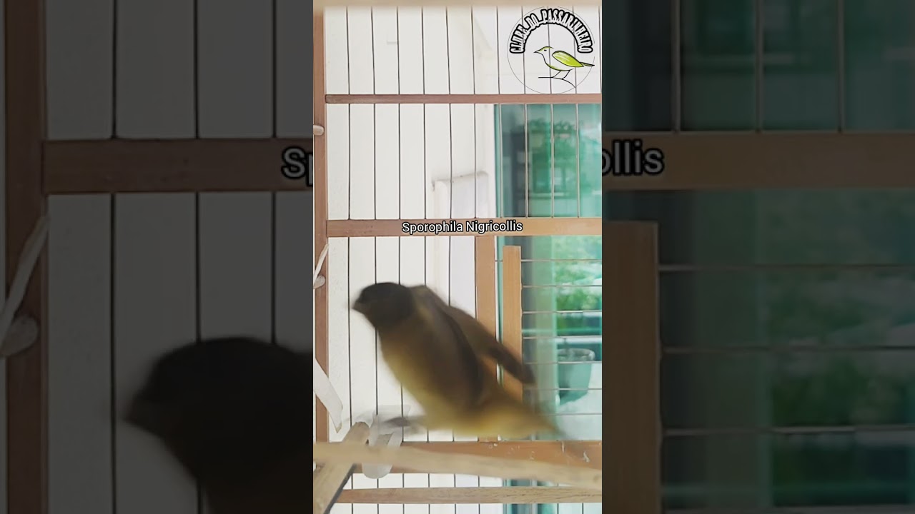 fêmea de baiano chamando quente 