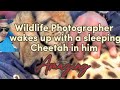 Wildlife photographer wakes up with a sleeping cheetah in him animals cheetah news awareness