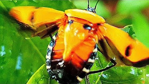 Stink Bug (Look like Man Faced) Flying @Firsttimebyncn