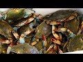 How to Boil Blue Crabs