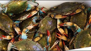 How to Boil Blue Crabs