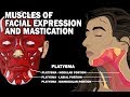 MUSCLES OF FACIAL EXPRESSION AND MASTICATION