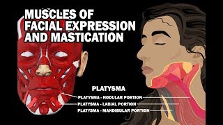 MUSCLES OF FACIAL EXPRESSION AND MASTICATION