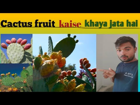 how much Cactus fruit in Israel ।। nagphani ka phal Kaisa hota hai ...
