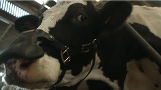 Cow Burps And Climate Change