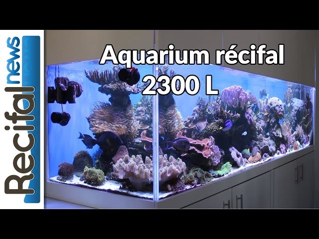 Comment brasser un aquarium d'eau de mer récifal ?