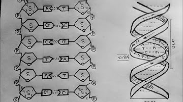 HSC 2022 Biology 5th week assignment answer || assignment drawing ||