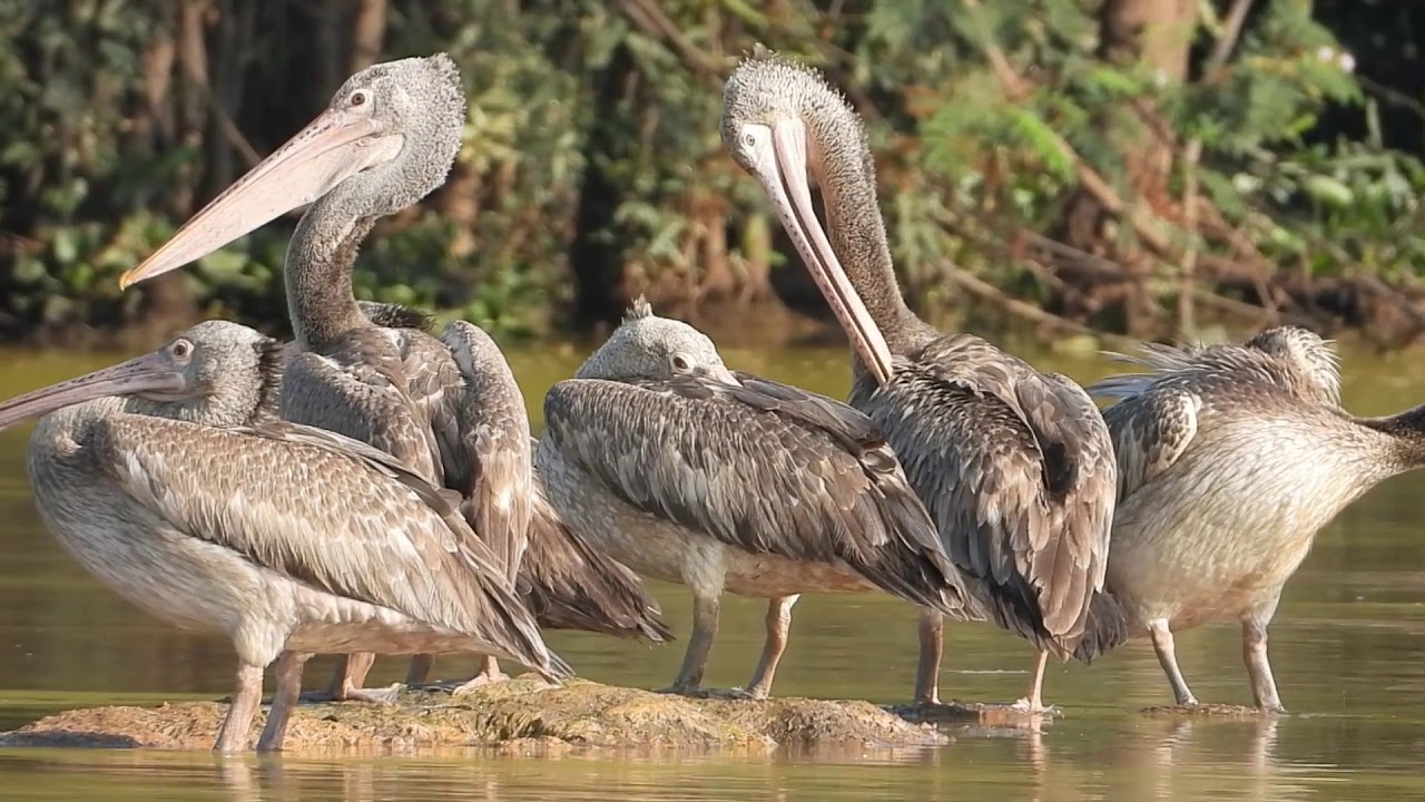 Stock Video of Tropical Bird In Cambodia 