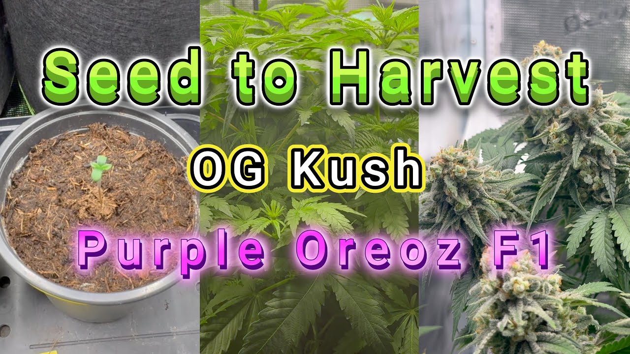 🌱 OG Kush & Purple Oreoz F1 Indoor Grow 🌱 From Seed to Harvest | Cannabis Anbau mit Living Soil🌱
