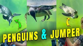 Zoo Penguins Chase Girl’s Jumper